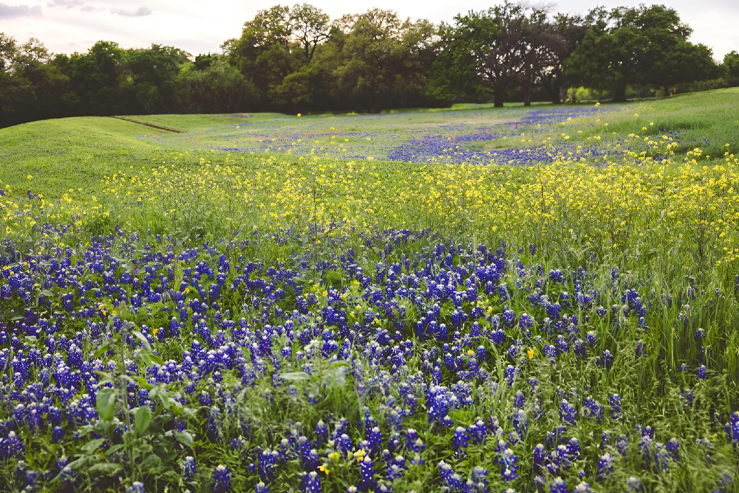 Flowers in Fredericksburg TX