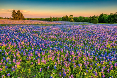 wildflower fields things to do in texas hill country